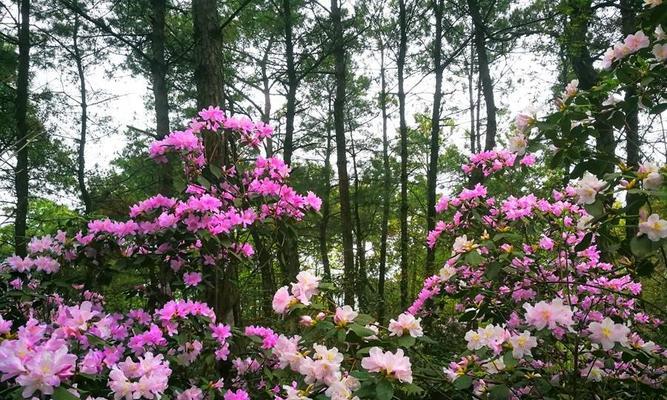 黄花岭的花语代表了什么？