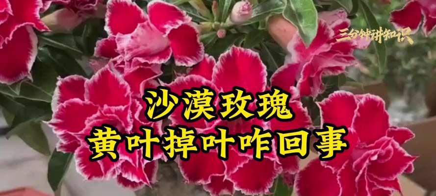 玫瑰花掉花叶的原因是什么？