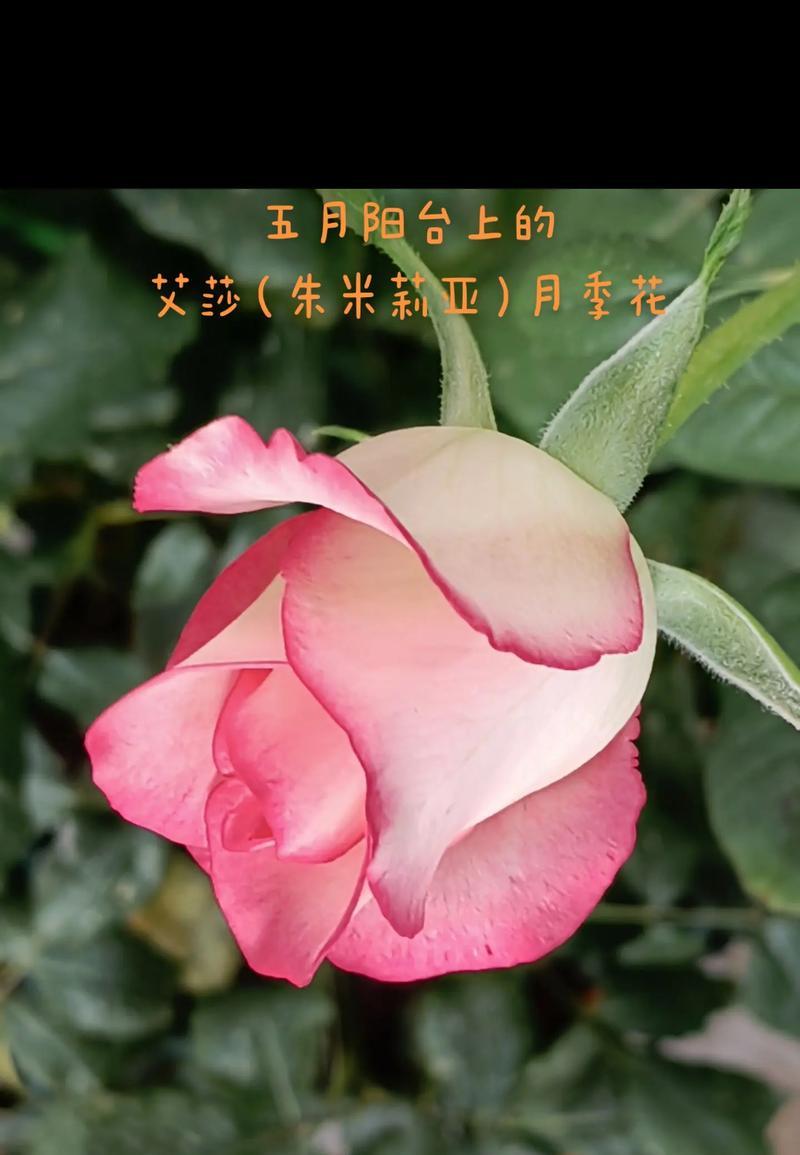 玫瑰花掉花叶的原因是什么？