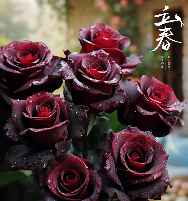 黑巴克丝绒玫瑰花语有何含义？黑巴克丝绒玫瑰象征什么？