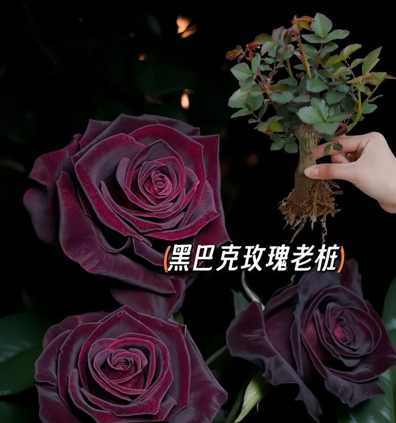 黑巴克丝绒玫瑰花语有何含义？黑巴克丝绒玫瑰象征什么？