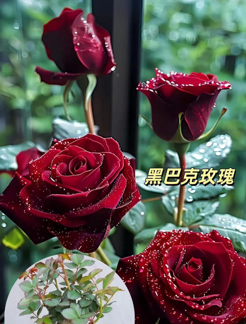 黑巴克丝绒玫瑰花语有何含义？黑巴克丝绒玫瑰象征什么？