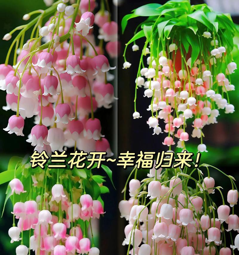 在原地等候的花语是什么？这种花语有何深层含义？