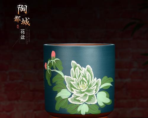 君子兰紫发花盆的养护管理要点是什么？