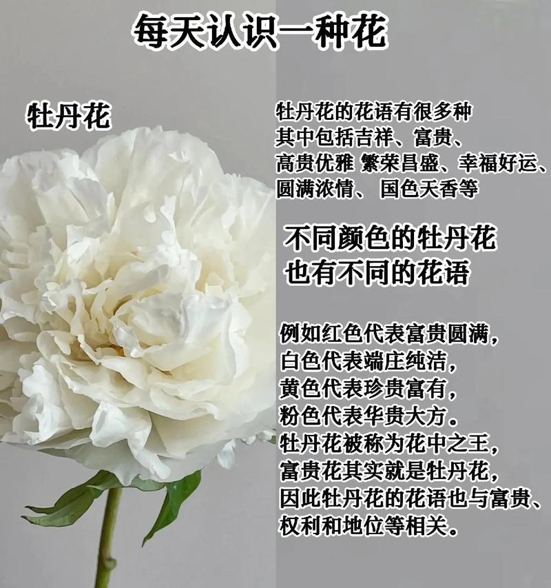 捡到的牡丹花如何养护才能存活？有哪些注意事项？