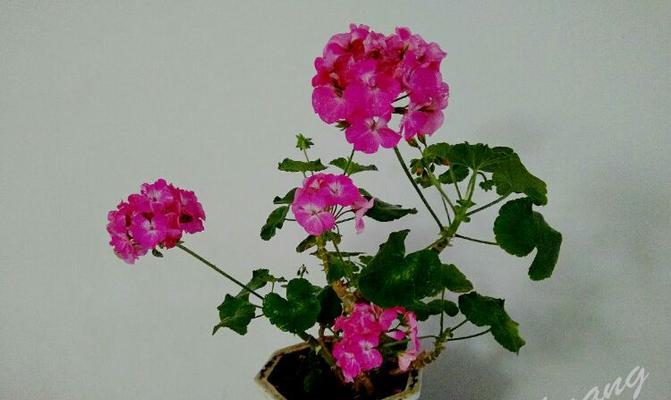 君子兰三株盆景的养护和浇水方法是什么？