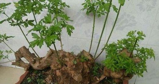 君子兰三株盆景的养护和浇水方法是什么？