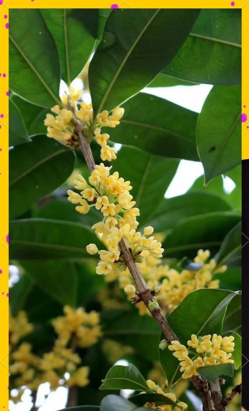 秋天有哪些好看的花及其花语？它们分别代表什么？