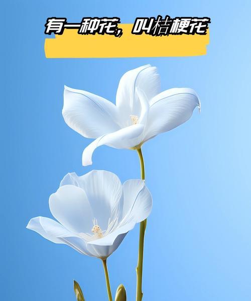 白色蓟花的花语是什么花？这种花代表了哪些情感？