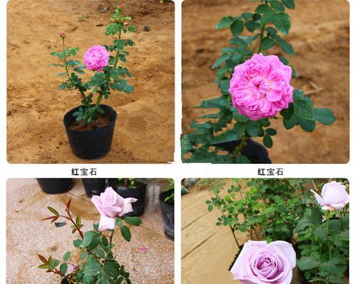 月季花树苗和牡丹花的养护技巧是什么？