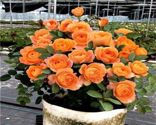月季花树苗和牡丹花的养护技巧是什么？