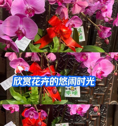 蓝草花的花语与寓意是什么？