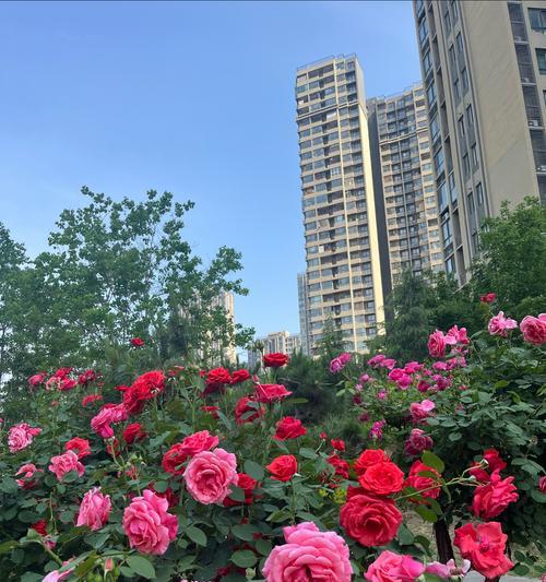 月季花树苗和牡丹花的养护技巧是什么？
