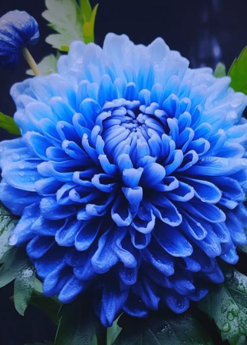花语弄与青花瓷有何联系？花语弄和青花瓷的关系是什么？