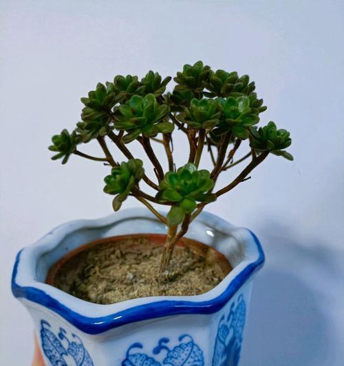 花语弄与青花瓷有何联系？花语弄和青花瓷的关系是什么？