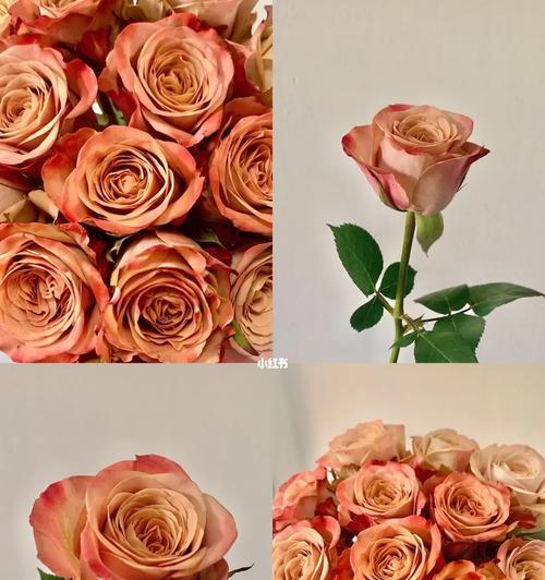 玫瑰花变硬后如何恢复生机？有哪些养护技巧？