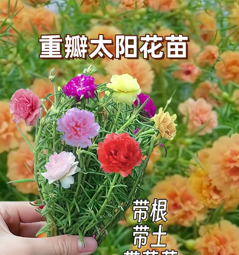 太阳花心形花语代表了什么？