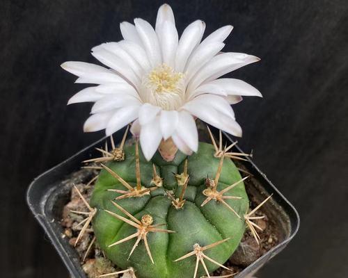 仙人掌开白花的盆栽养护方法是什么？