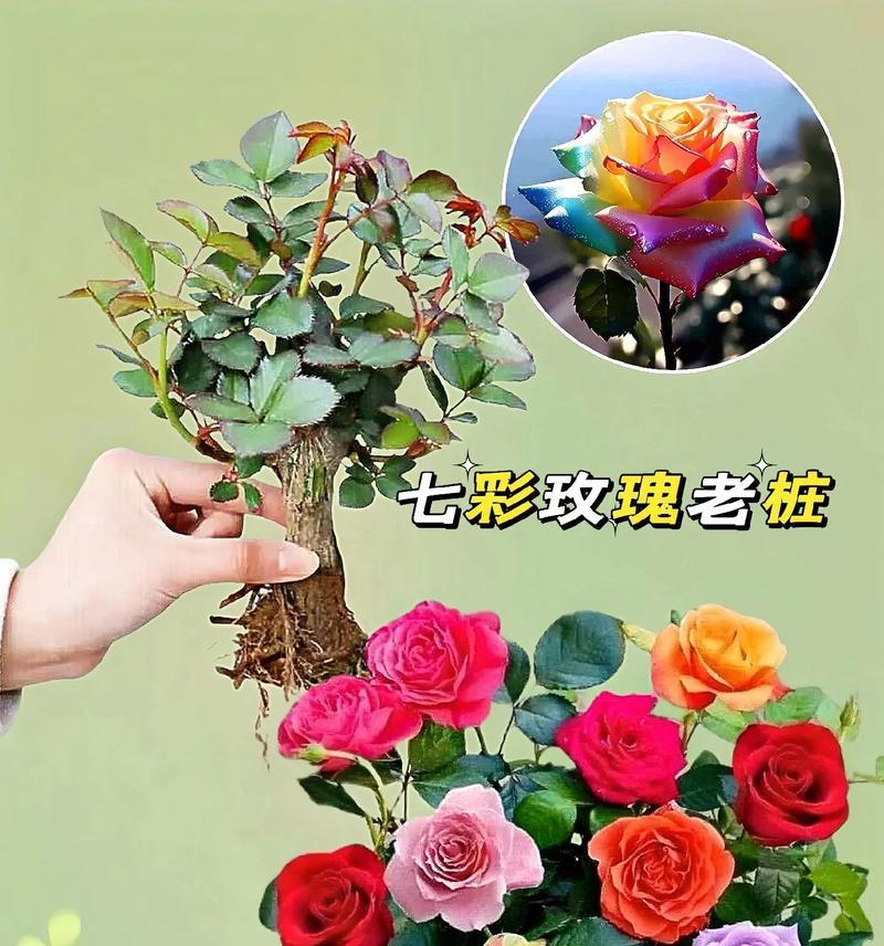家庭中如何养护玫瑰花？