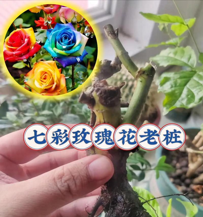 家庭中如何养护玫瑰花？