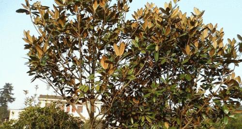 君子兰龙舌芦荟养护方法是什么？管理中应注意哪些问题？