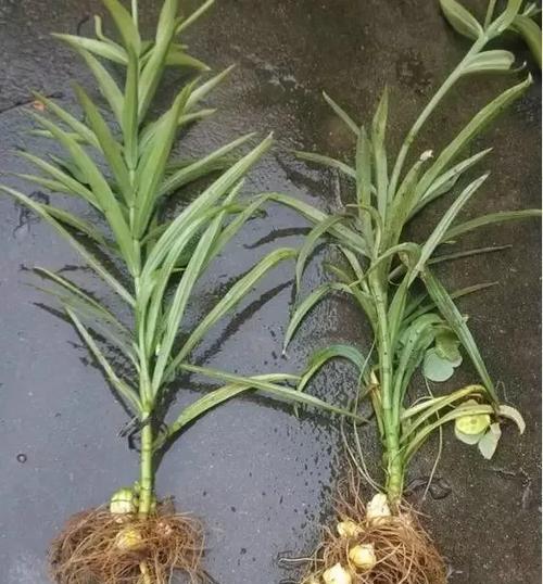 透明花盆种植君子兰的注意事项是什么？