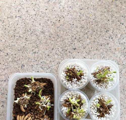 透明花盆种植君子兰的注意事项是什么？