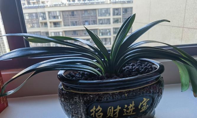 君子兰早开花的管理技巧有哪些？怎样促进其提前开花？
