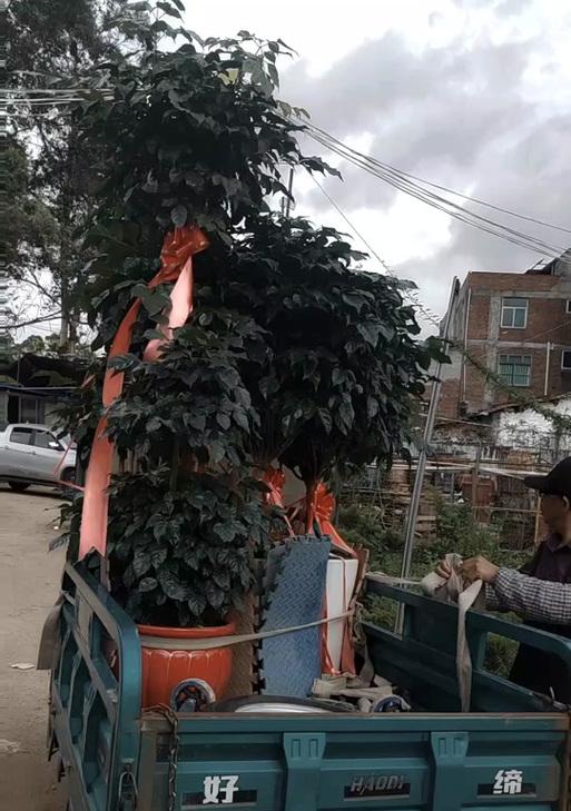 君子兰早开花的管理技巧有哪些？怎样促进其提前开花？