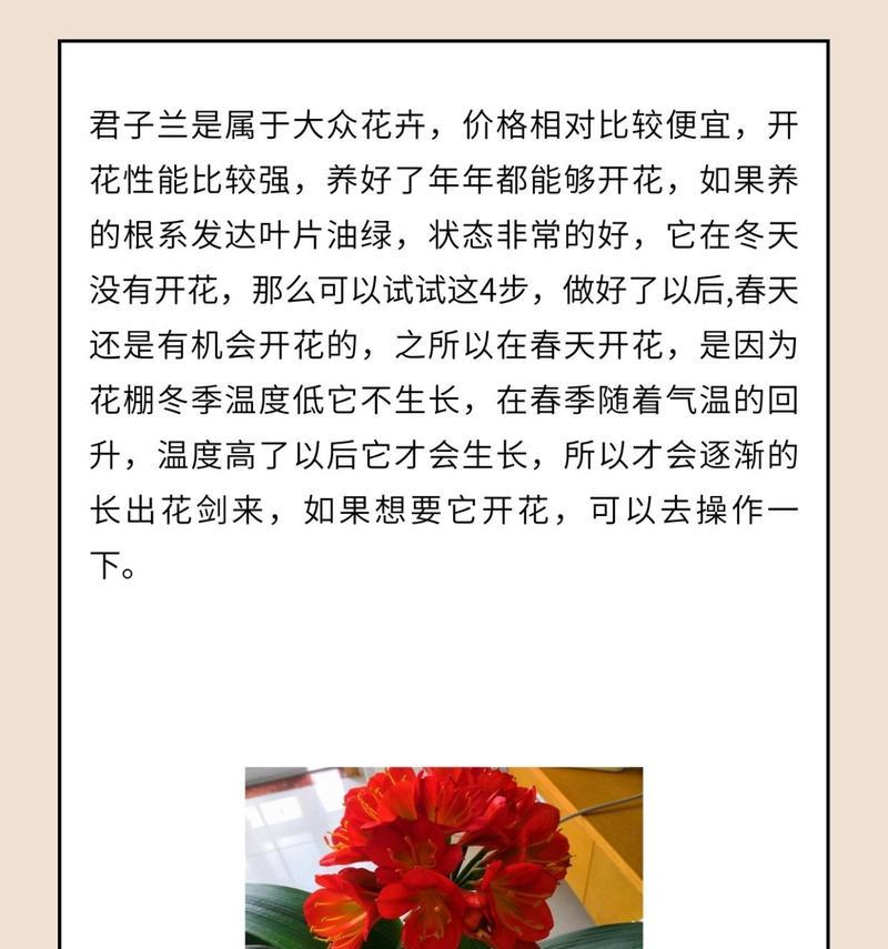 君子兰早开花的管理技巧有哪些？怎样促进其提前开花？