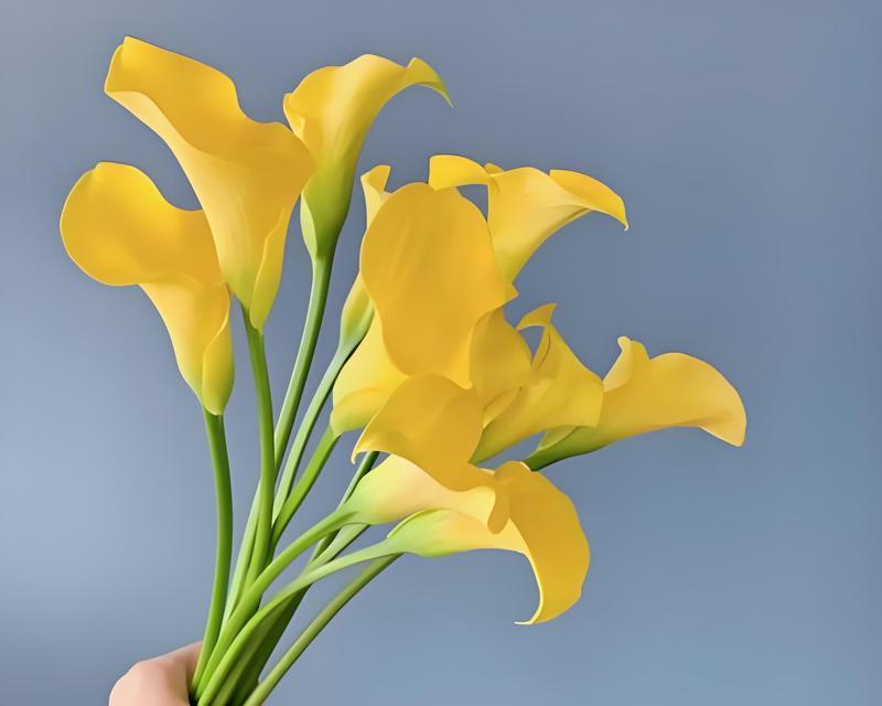 新号开播适合送什么花？花语有何寓意？