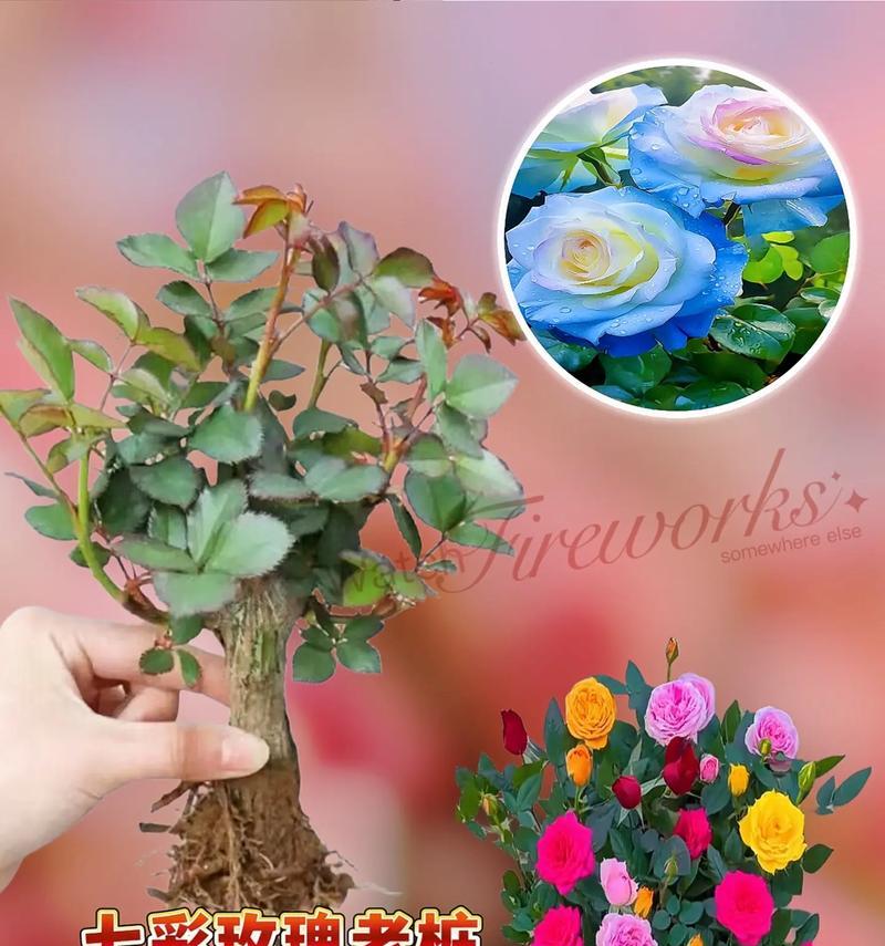 大盆玫瑰花成品的养护方法是什么？