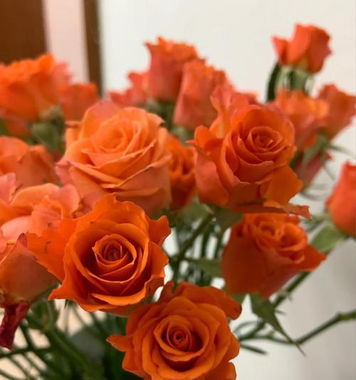 单瓣玫瑰花橙色的含义是什么？