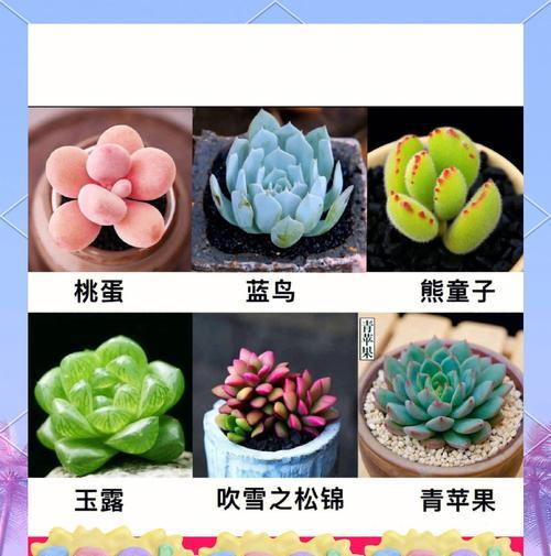 猫旋转仙人掌的养殖方法是什么？