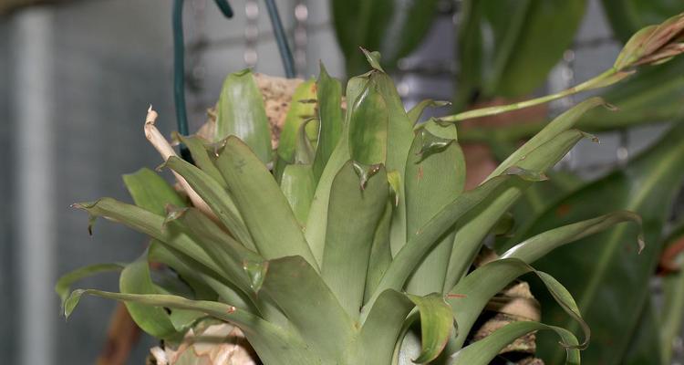 君子兰是否为野生植物及其原因是什么？