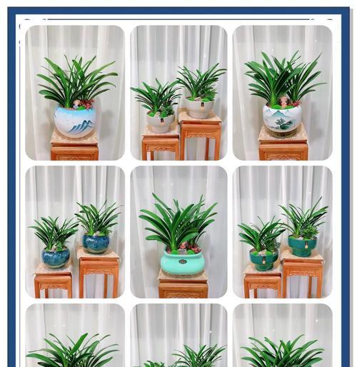 君子兰是否为野生植物及其原因是什么？