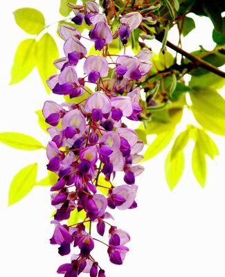 紫藤花语与种类是否相同？紫藤花语有何特别之处？