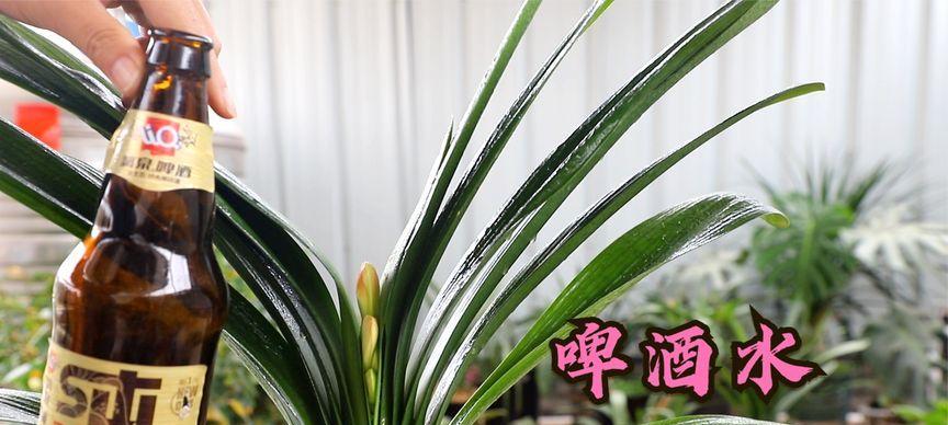 君子兰浇啤酒有好处吗？如何正确给君子兰浇啤酒？