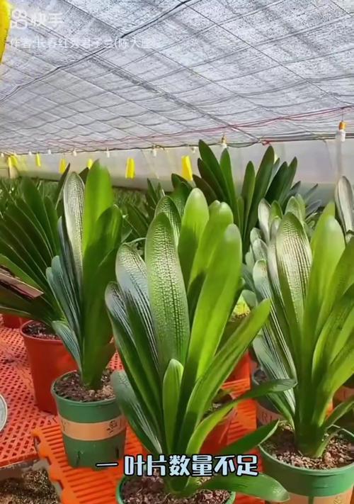 君子兰能否自行开花？需要怎样的养护条件？