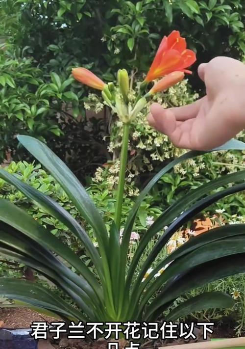 君子兰能否自行开花？需要怎样的养护条件？