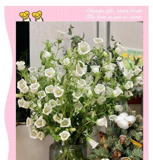白色风信子的生日花语有哪些？