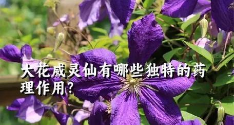 母亲节被霸凌时花语有何寓意？