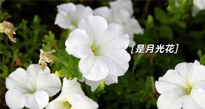 花语中转身即逝的爱是什么意思？它代表了什么？
