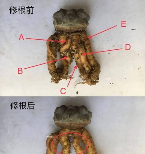 仙人球底部发黄如何处理？是否需要修剪？