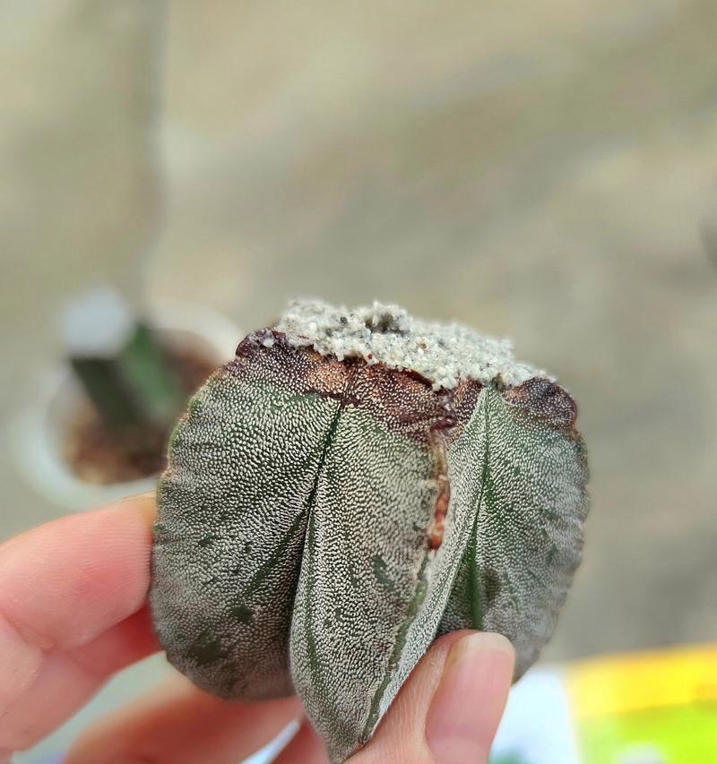 仙人球底部发黄如何处理？是否需要修剪？