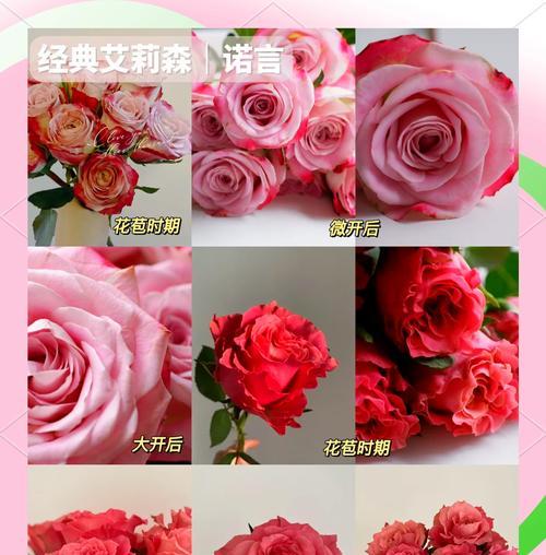 如何养护刚拍下的玫瑰花？
