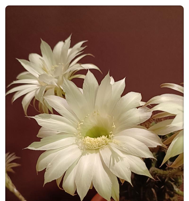 仙人球冒小球却不开花是为什么？
