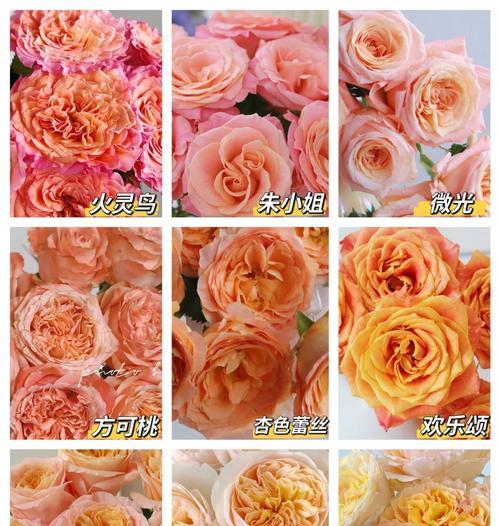 新栽玫瑰花处理方法？新玫瑰花的养护指南是什么？