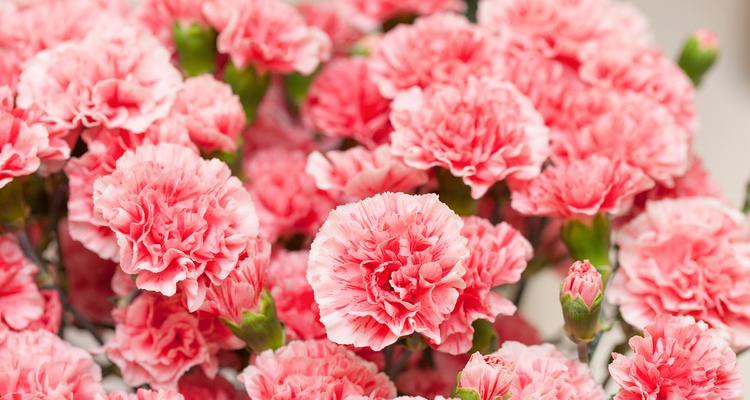 花语隐藏的爱代表什么花？如何表达隐藏的爱意？