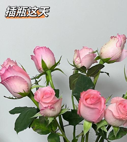 新栽玫瑰花处理方法？新玫瑰花的养护指南是什么？